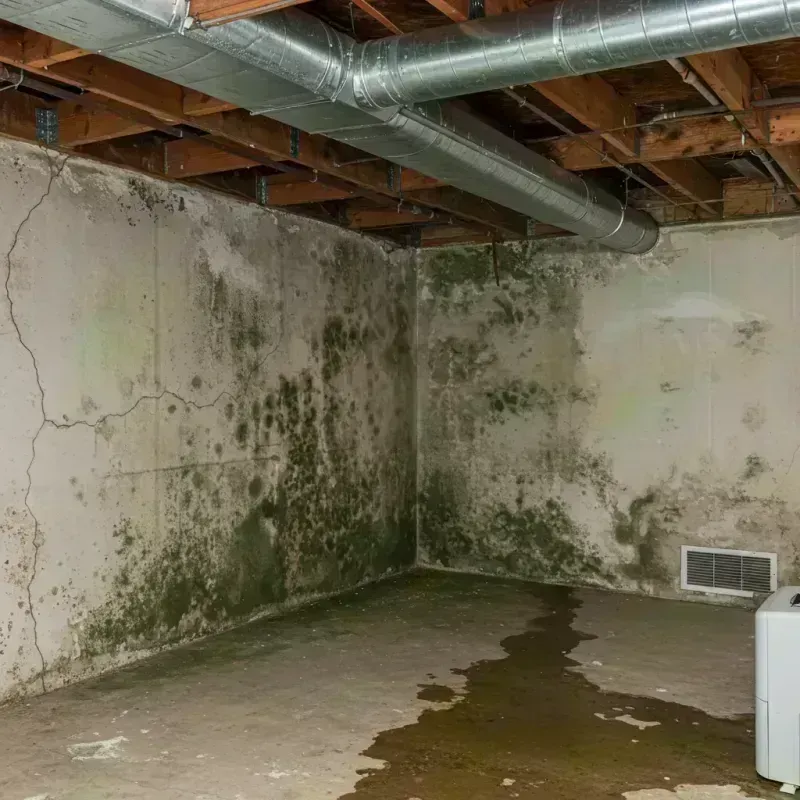 Professional Mold Removal in Thermopolis, WY